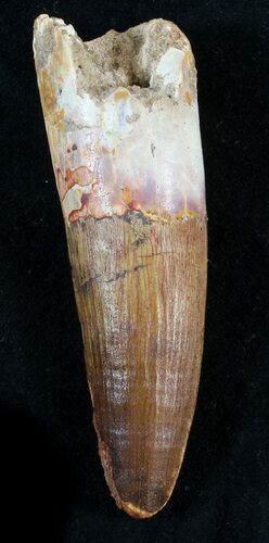 Excellent Spinosaurus Tooth - Huge Tooth! #39282